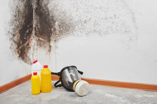 Best Local Mold Removal Service  in Los Fresnos, TX