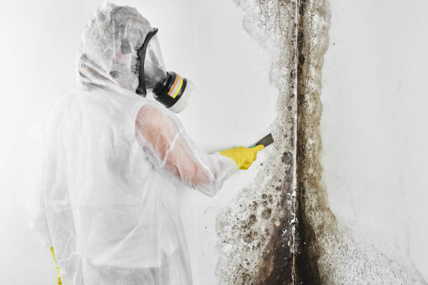 Best Fast Mold Removal  in Los Fresnos, TX