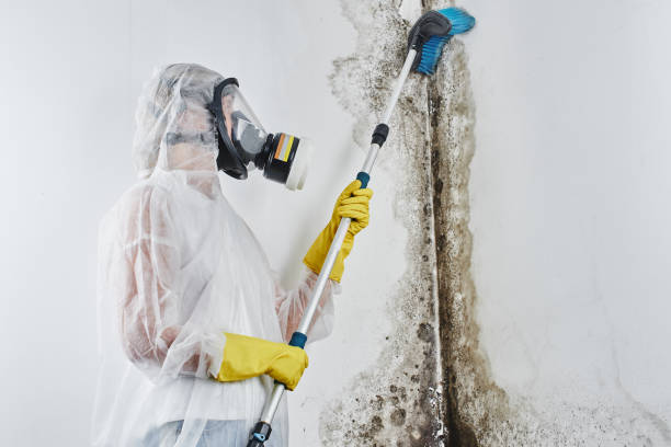 Certified Mold Removal in Los Fresnos, TX