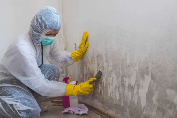 Best Mold Removal Company Near Me  in Los Fresnos, TX