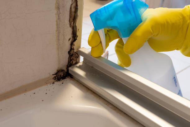 Best Mold Testing  in Los Fresnos, TX