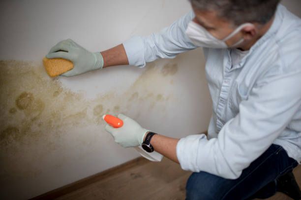 Best Fast Mold Removal  in Los Fresnos, TX