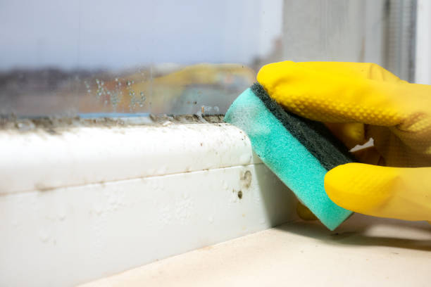 Best Emergency Mold Removal  in Los Fresnos, TX