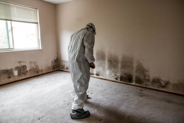 Best Mold Remediation  in Los Fresnos, TX