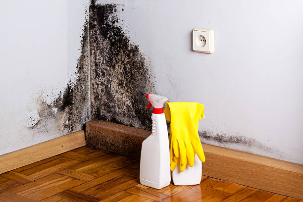 Best Mold Removal Near Me  in Los Fresnos, TX