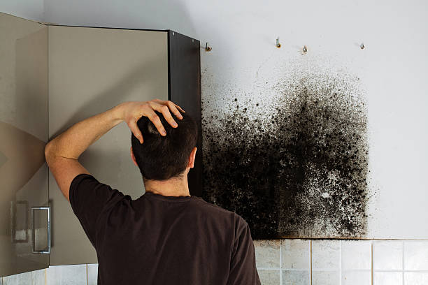 Best Black Mold Removal  in Los Fresnos, TX